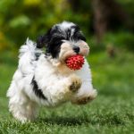 Are Havanese Dogs Good with Kids?