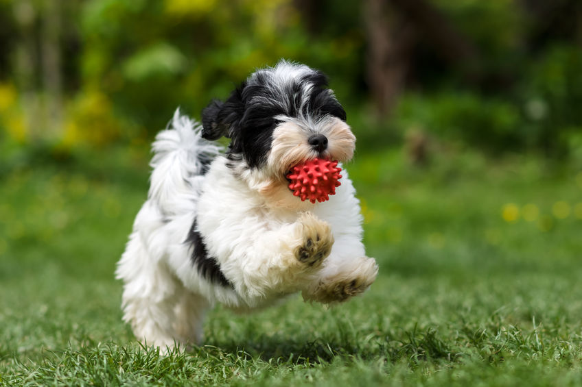 Are Havanese Dogs Good with Kids? - Havanese Nation
