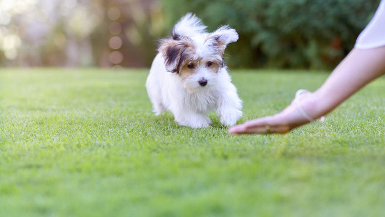 are havanese dogs housebreaking