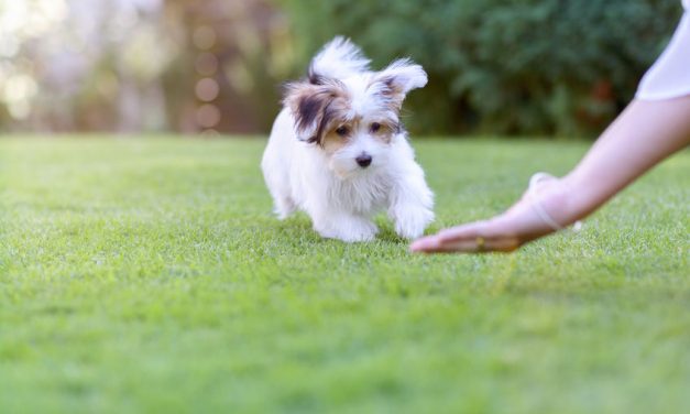 Are Havanese Dogs Easy To Train?