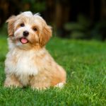 Are Havanese Dogs Hypoallergenic?