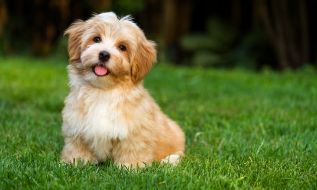 Are Havanese Dogs Hypoallergenic?