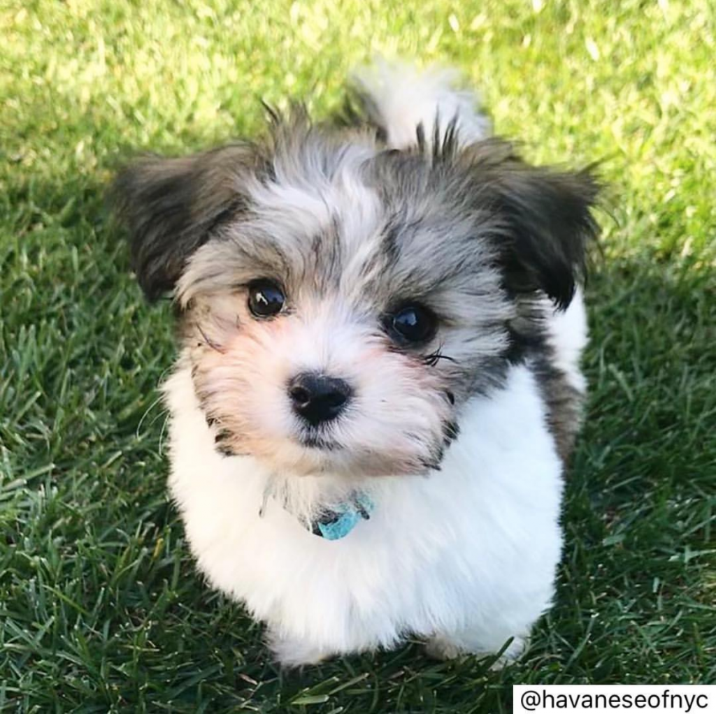 How Much Water Should A Havanese Puppy Drink