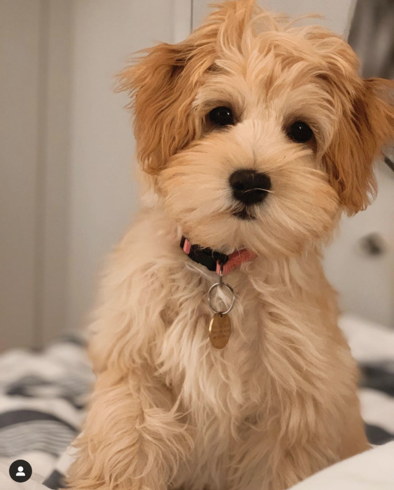 pillow talk havanese