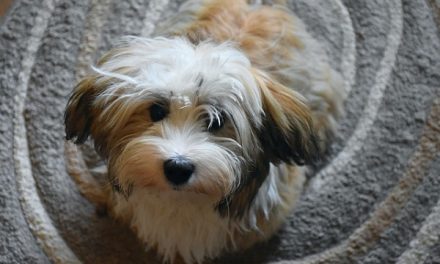 How Much Are Havanese Puppies