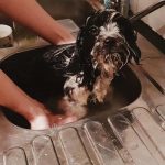 How Often Should a Havanese Be Bathed