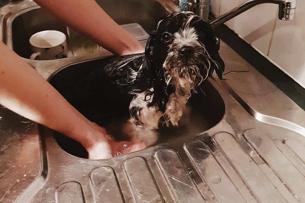 How Often Should a Havanese Be Bathed