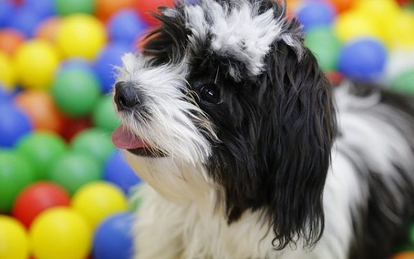 How much does it cost to buy a havanese dog?