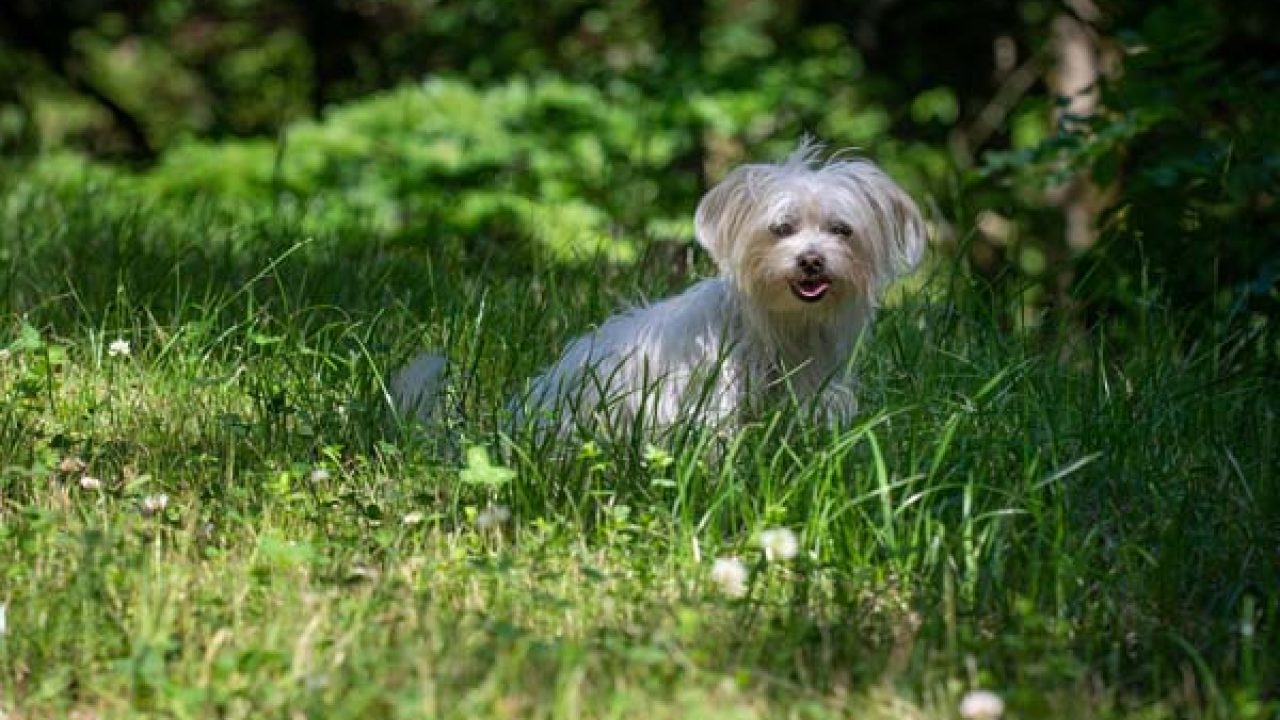 are havanese dogs housebreaking