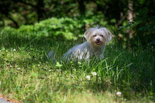 Are havanese easy to train