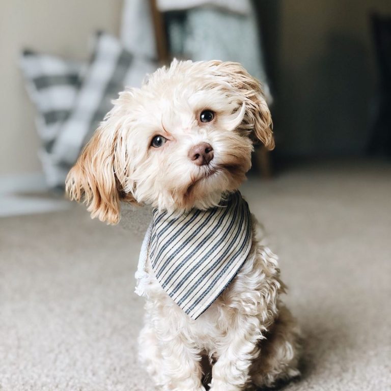 Havapoo The Definitive Guide To The Havanese & Poodle Mix