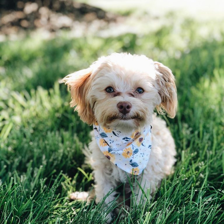 Havapoo - The Definitive Guide To The Havanese & Poodle Mix