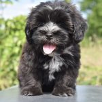 Havanese Breed: Here’s everything you should know